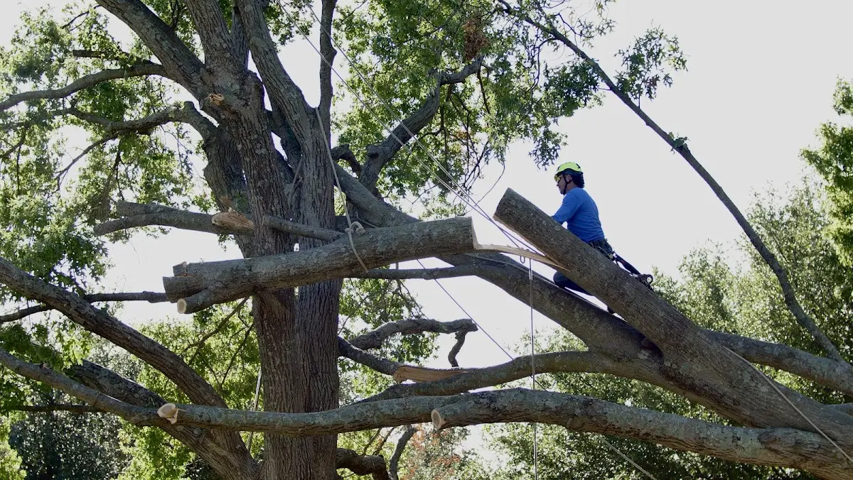 Professional Hazardous Tree Removal performed by certified arborists in Cooper