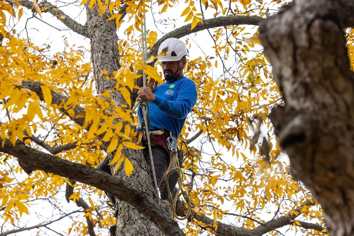 Skilled Storm Damage Cleanup crew working in Cooper